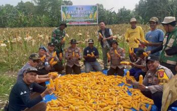 Jagung Menguning di Pelosok Kateman, Polsek dan Petani Tuai 2 Ton Harapan dari Desa Air Tawar