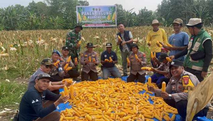 Jagung Menguning di Pelosok Kateman, Polsek dan Petani Tuai 2 Ton Harapan dari Desa Air Tawar