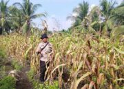 Tak Hanya Jaga Pelabuhan, Anggota Polsek Turun Rawat Jagung Warga di Pekan Arba