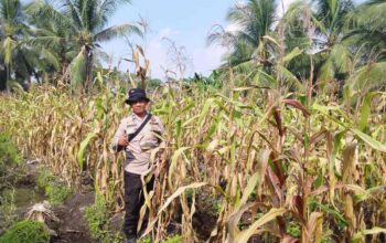 Tak Hanya Jaga Pelabuhan, Anggota Polsek Turun Rawat Jagung Warga di Pekan Arba