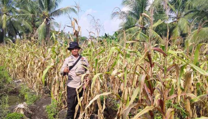 Tak Hanya Jaga Pelabuhan, Anggota Polsek Turun Rawat Jagung Warga di Pekan Arba