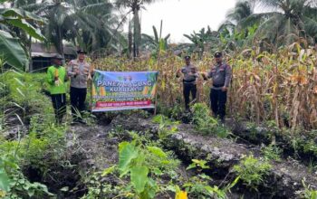 Polisi Turun ke Kebun, Jagung Pekan Arba Dipanen untuk Dukung Swasembada Pangan
