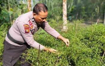 Dari Lahan Kosong Jadi Produktif, Polsek KSKP Tembilahan dan Warga Pekan Arba Tanam Cabai