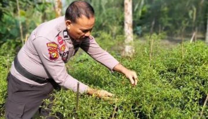 Dari Lahan Kosong Jadi Produktif, Polsek KSKP Tembilahan dan Warga Pekan Arba Tanam Cabai
