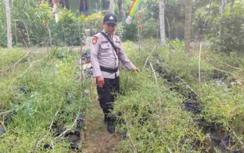 Dari Pekan Arba untuk Ketahanan Pangan, Polsek KSKP Tembilahan Gerakkan Warga Tanam Cabai Rawit