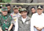 Kabar Bahagia dari Tesso Nilo, Bayi Gajah Lisa Diberi Nama Ganesha