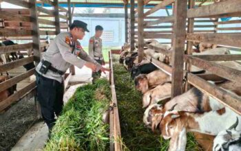 Polisi Turun ke Kandang Kambing, Polsek KSKP Inhil Dorong Peternak Sukses dan Mandiri