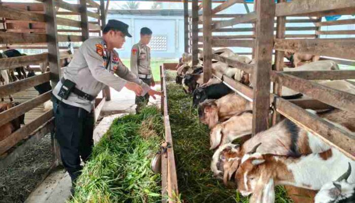 Polisi Turun ke Kandang Kambing, Polsek KSKP Inhil Dorong Peternak Sukses dan Mandiri